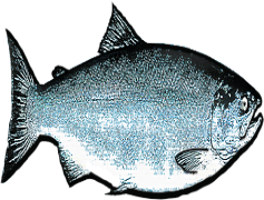 Salmon Fish, Wild-caught, Sustainability, Freshwater, Aquatic PNG