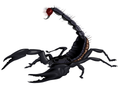 Scorpion, Arachnid, Exoskeleton, Predator, Stinger PNG