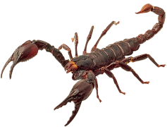 Scorpion, Arachnid, Stinger, Venomous, Nighttime PNG