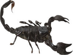 Scorpion, Exoskeleton, Desert, Arachnid, Anatomy PNG