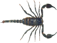 Scorpion, Poisonous, Invertebrate, Venom, Arachnid PNG