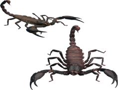 Scorpion, Predator, Nighttime, Arachnid, Stinger PNG