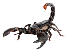 Scorpions, Desert, Adaptations, Lifespan, Predators PNG