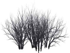 Shrub, Landscape, Horticulture, Botanical, Plant PNG