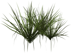 Shrub, Landscape, Nature, Foliage, Botany PNG