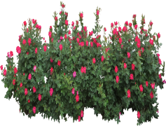 Shrub, Landscaping, Plant, Foliage, Garden PNG