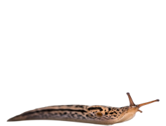 Slug, Invertebrate, Mollusk, Ecosystem, Wildlife PNG