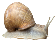 Snail, Nature, Crawl, Shell, Mollusk PNG