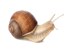 Snail, Wildlife, Garden, Shell, Creature PNG