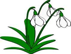 Snowdrop, Delicate, White, Garden, Flower PNG