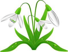 Snowdrop, Delicate, White, Spring, Floral PNG