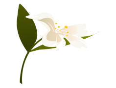 Snowdrop, Garden, White, Nature, Bloom PNG