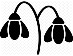 Snowdrop, White, Nature, Garden, Flower PNG