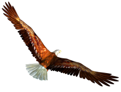 Soaring Eagle PNG Clipart