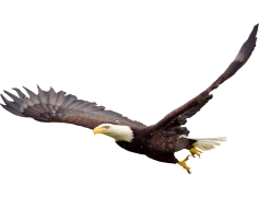 Soaring Eagle PNG File