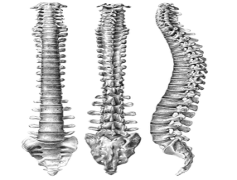 Spine, Flexibility, Structure, Support, Health PNG