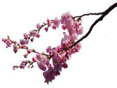 Spring Blossom Flower, Nature Beauty, Blooming Petals, Garden Serenity, Floral Arrangements PNG