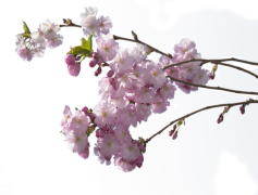 Spring Blossom, Nature, Season, Bloom, Growth PNG