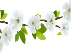 Spring Blossom, Nature, Vibrant, Fresh, Colorful PNG