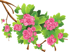 Spring Flower, Beauty, Seasonal, Fresh, Blooming PNG