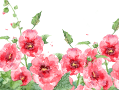 Spring Flower, Beauty, Seasonal, Garden, Colorful PNG