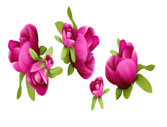 Spring Flower, Blooming, Garden, Colorful, Floral PNG