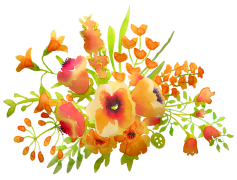 Spring Flower, Blooming, Seasonal, Nature, Colorful PNG