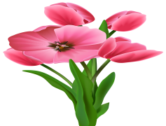 Spring Flower, Seasonal, Vibrant, Garden, Fresh PNG