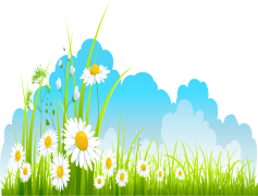 Spring Flowers, Blooming, Nature, Blossoms, Colorful PNG