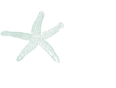 Starfish, Colorful, Beach, Marine, Ocean PNG