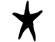 Starfish, Colorful, Echinoderm, Sea, Ocean PNG