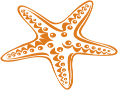 Starfish, Echinoderm, Marine, Habitat, Invertebrate PNG