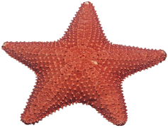 Starfish, Habitat, Ocean, Unique, Sea PNG