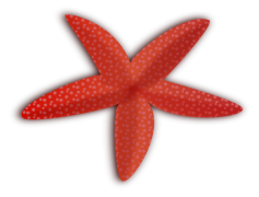 Starfish, Ocean, Habitat, Invertebrate, Coral PNG