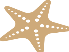 Starfish, Sea, Habitat, Marine, Shoreline PNG