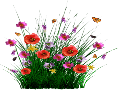 Summer Spring Flower, Vibrant, Seasonal, Garden, Colorful PNG