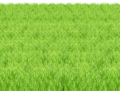 Sunny Grass Field, Landscape, Outdoor, Serenity, Blooming PNG