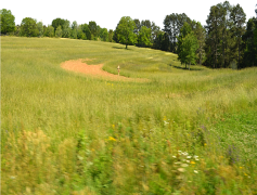 Sunny Grass Field, Serenity, Landscape, Sunshine, Bright PNG
