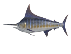 Sword Fish, Billfish, Culinary Delicacy, Sport Fishing, Ocean Predator PNG