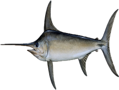 Sword Fish, Deep Sea, Marine Life, Seafood Delicacy, Ocean Predator PNG