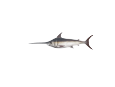 Sword Fish, Predator, Sportfishing, Ocean, Marine PNG