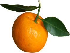 Tangerine, Fruit, Fresh, Citrus, Vibrant PNG