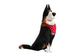 The Secret Life Of Pets, Secrets, Humor, City, Fun PNG