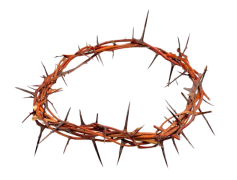 Thorns, Greenery, Growth, Plants, Sharp PNG