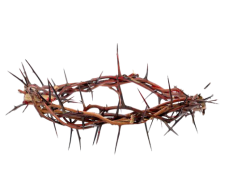 Thorns, Growth, Plants, Resilience, Obstacles PNG