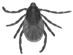 Tick Insect, Arachnid, Vector, Host, Parasite PNG
