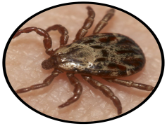 Tick Insect, Disease Vector, Outdoor Infestation, Parasitic Arachnid, Lyme Disease Carrier PNG