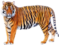 Tiger, Feline, Predator, Majestic, Endangered PNG