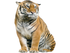Tiger, Majestic, Endangered, Stripes, Carnivore PNG