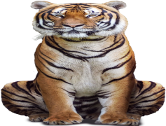 Tiger, Wild, Fierce, Stripes, Jungle PNG